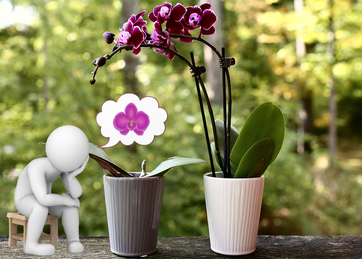 Догляд за орхідеями, які не цвітуть