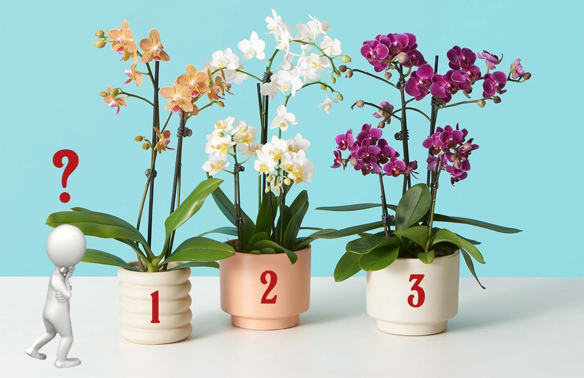Як правильно вибрати горщик для орхідеї?