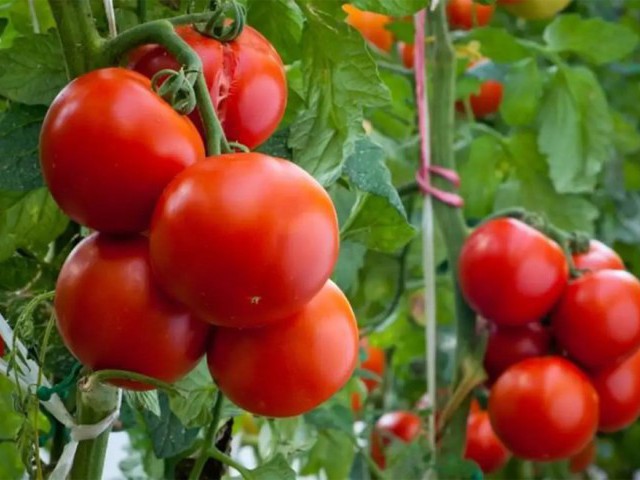 Як підв'язувати помідори в теплиці та відкритому грунті