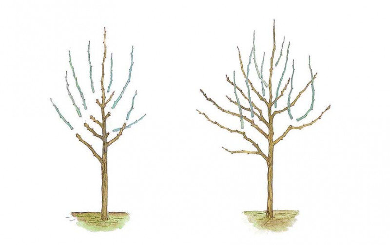 Як підготувати сад до зими – 3 правила осінньої обрізки дерев і кущів – 3