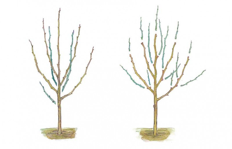 Як підготувати сад до зими – 3 правила осінньої обрізки дерев і кущів – 4