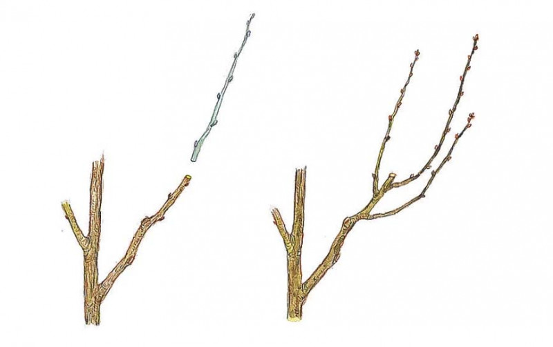 Як підготувати сад до зими – 3 правила осінньої обрізки дерев і кущів – 5