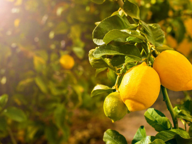 Головні правила покупки та вирощування дерева лимона