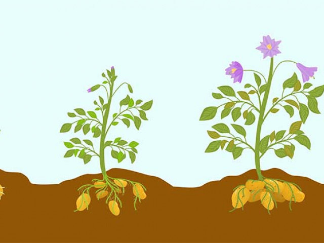 Як підвищити врожайність картоплі