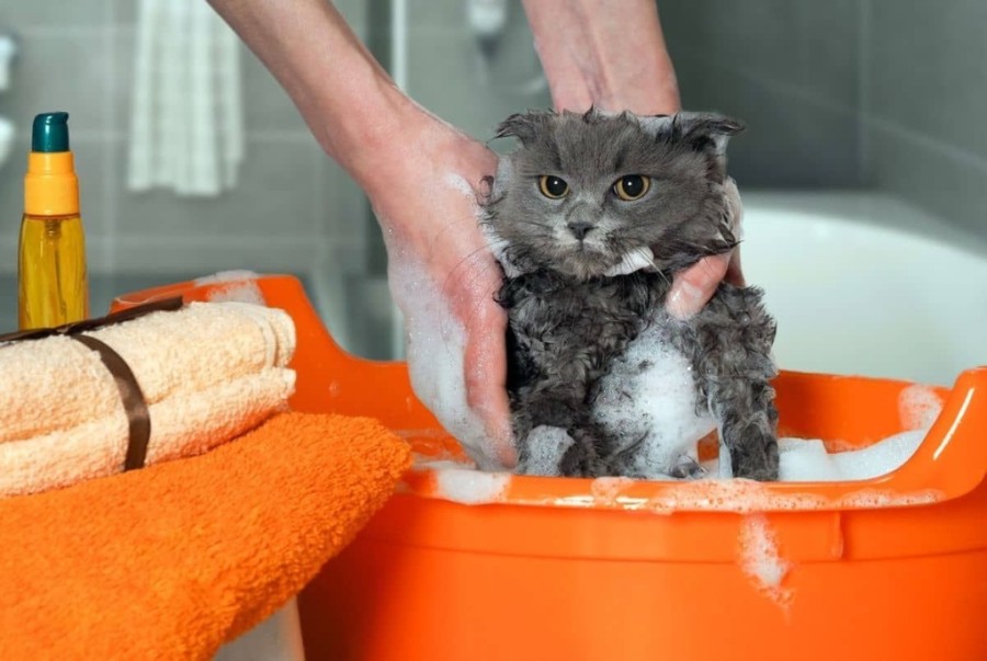 Як вивести бліх у кішки за допомогою шампуню