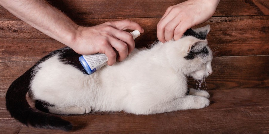 Як вивести бліх у кішки за допомогою спрею