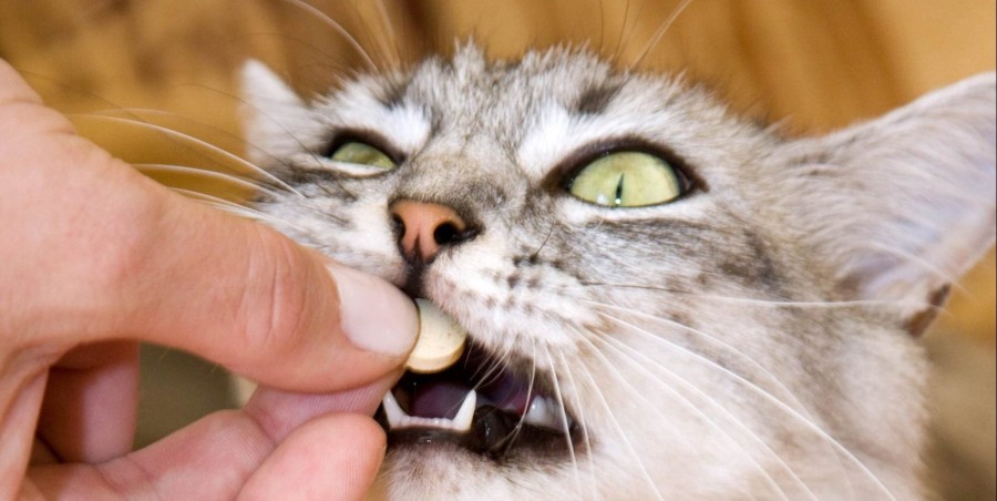 Як вивести бліх у кішки за допомогою таблеток
