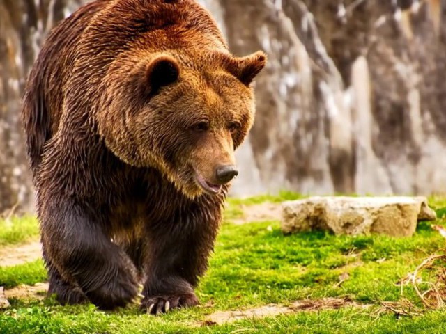 Як врятуватися від ведмедя у лісі: втекти, відлякати, захищатися