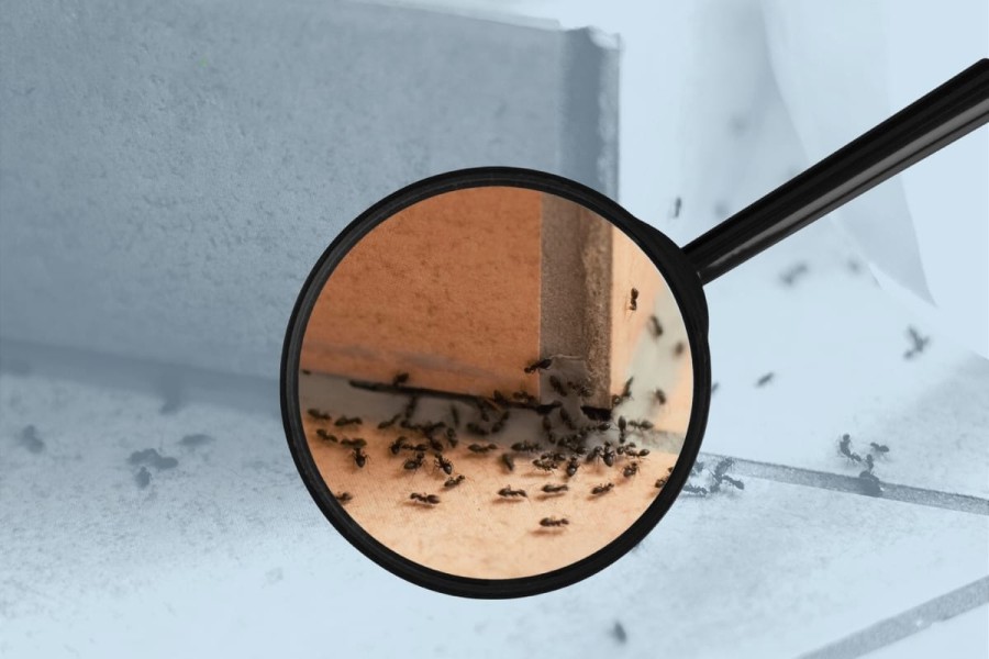 Як позбутися мурах в будинку