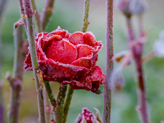Правила зимівлі для троянд: як і які сорти потрібно вкривати перед холодами