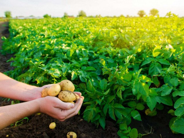Пророщування картоплі в березні: як підготувати посадковий матеріал