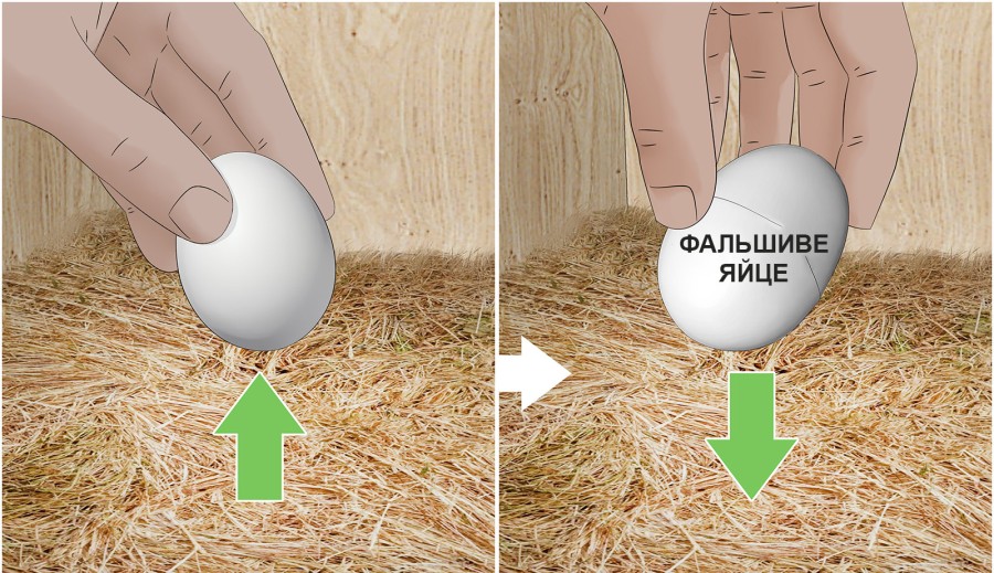 Що робити щоб кури не їли яєць - 10