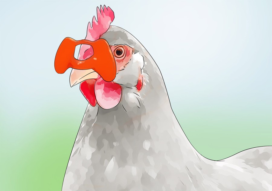 Що робити щоб кури не їли яєць - 11