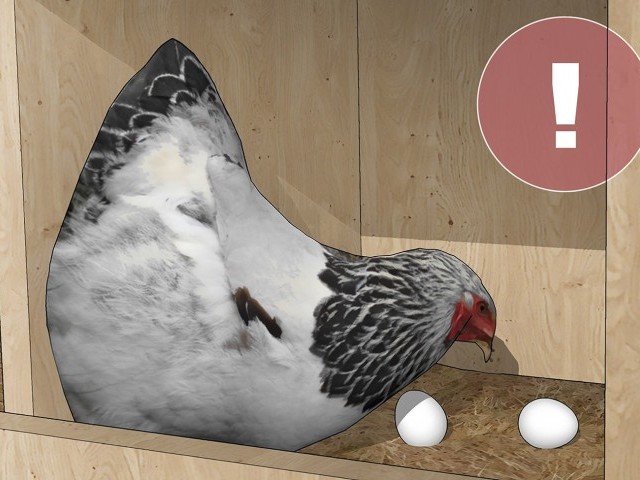 Що робити щоб кури не їли яєць?