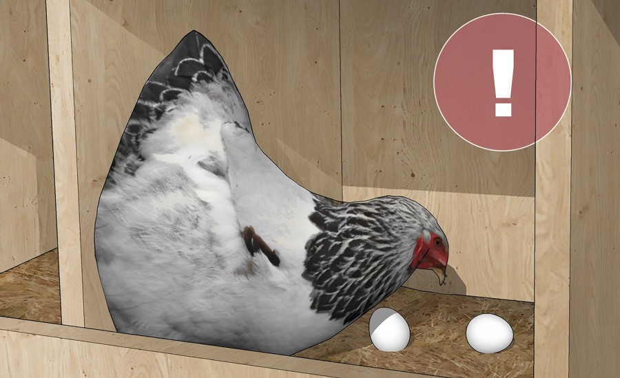 Що робити щоб кури не їли яєць - 8