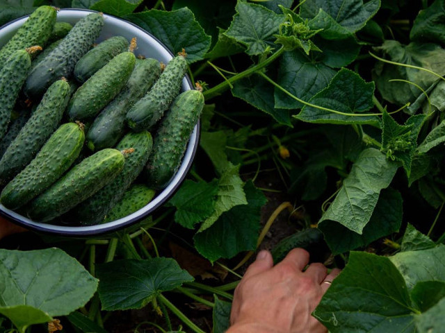 Сприятливі дні для посіву огірків на розсаду за місячним календарем