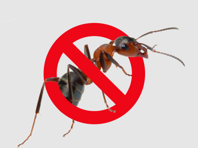 ТОП-5 способів як боротися з мурахами на городі